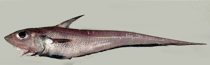 Coelorinchus caelorhincus_003